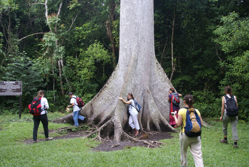 Wejścia do TIKAL strzeże potężne bardzo stare DRZEWO CEIBA -
STRAŻNIK. Jego nasionami wróży Głowa Starszyzny Majów DON ALEJANDRO PEREZ OXLAJ, odczytując WYROCZNIĘ..
